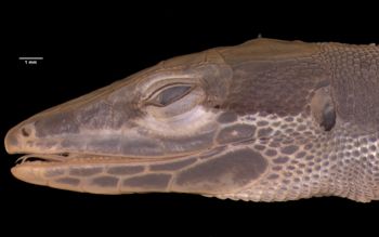 Media type: image;   Herpetology R-46951 Aspect: head lateral